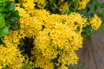 Yellow needle pattern background.