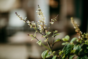 white flowers nature