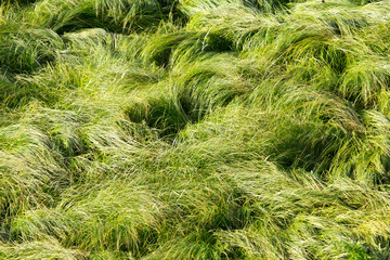 spring, long grass covers the ground