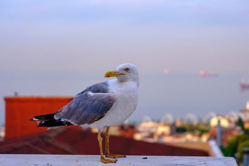 Istanbul, Turkey. Seagull on the background of the Sea of Marmara