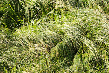 spring, long grass covers the ground