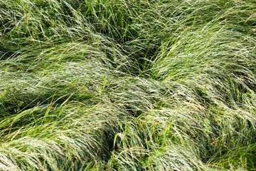 spring, long grass covers the ground