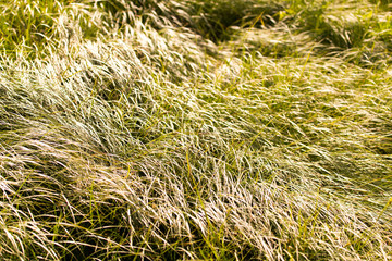 spring, long grass covers the ground