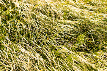 spring, long grass covers the ground