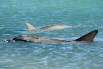 Wild Dolphin - Monkey Mia - Australia