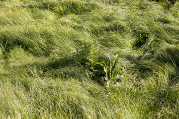 spring, long grass covers the ground