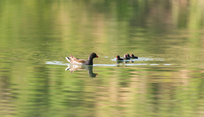moorhen with babies swimming on the water