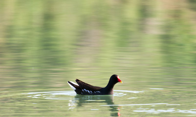 moorhen with babies swimming on the water