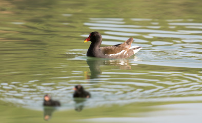 moorhen with babies swimming on the water