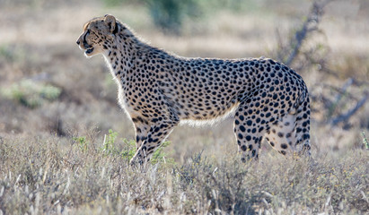Juvenile Cheetah