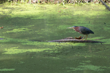 Green heron on log in duck weed