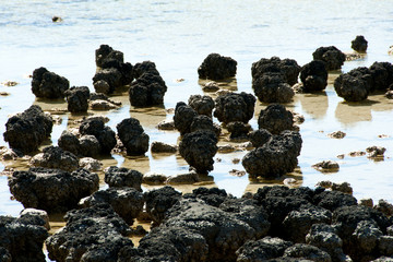 Hamelin Pool Stromatolites - Western Australia