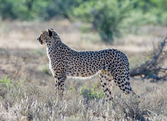 Juvenile Cheetah