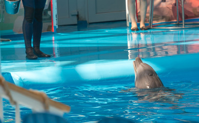 trained dolphin in the pool