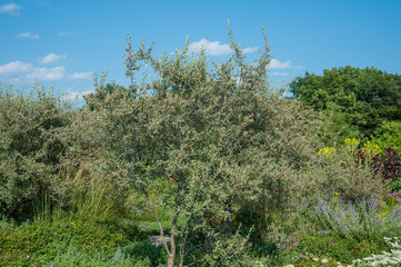 Experimental Farm
