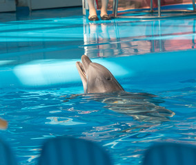 trained dolphin in the pool