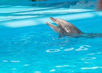 trained dolphin in the pool