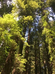 Redwood trees