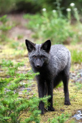Fototapeta premium Black and Silver Fox standing in forest