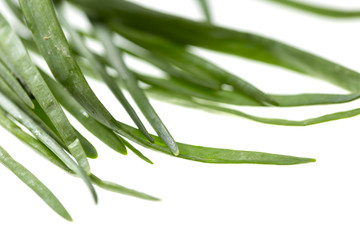 green onion on isolated on white background
