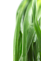 green onion on isolated on white background