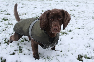 Brown chocolate working cocker spaniel dog with a dog coat in the snow portrait head shot