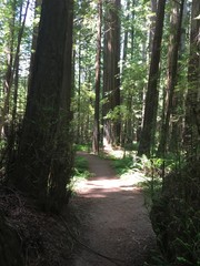 redwood trees - 219357100