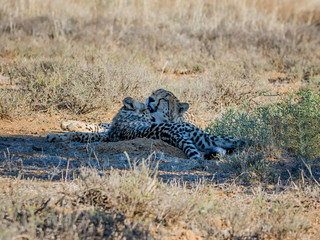 Juvenile Cheetahs