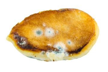 Deep fried old samsa with mold isolated on white background