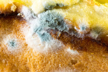 background of old samsa with mold, macro