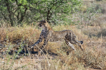 Juvenile Cheetah