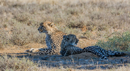 Juvenile Cheetahs