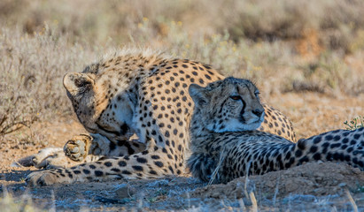Juvenile Cheetahs