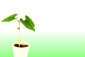 young Hyacinth beans plant growing 