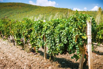 Fototapeta na wymiar Grapes Growing in a Vineyard