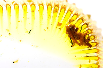 background, the remains of fat on dishes on white plastics