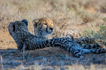 Juvenile Cheetahs