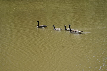 bird water geese waterfowl pont