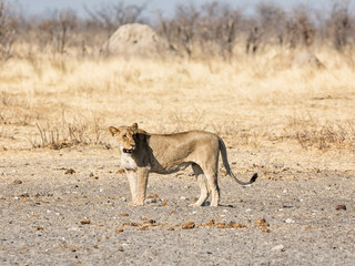 Female Lion