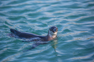 Obraz premium Penguin