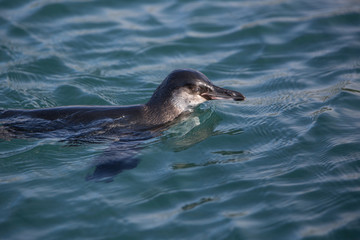 Obraz premium Galapagos Penguin Swimming
