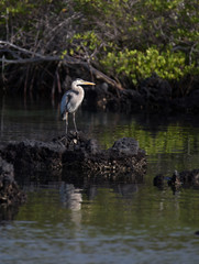Fototapeta premium Galapagos wildline in nature