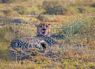 Cheetah Resting