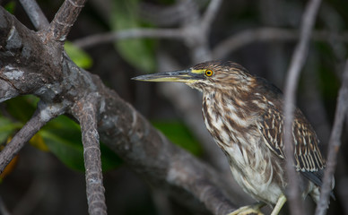 Galapagos wildline in nature