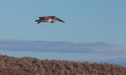 Flying Pelican Galapagos
