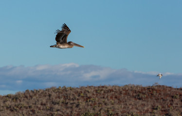 Flying Pelican Galapagos
