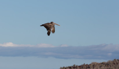Flying Pelican Galapagos