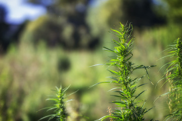 Wild hemp. Close-up. Young green plant selective focus