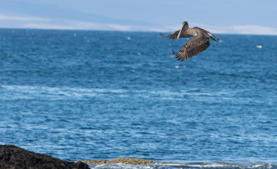 Pelican in the Galapagos