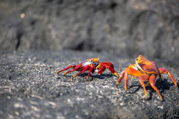 Red crabs Galapagos